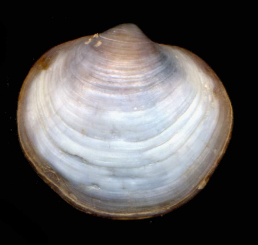 Piccolo bivalve da determinare